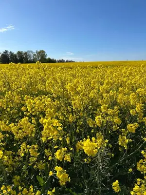 a field of yellow flowers with a blue sky in the background at Lykkeholms Bella Vista in Spottrup