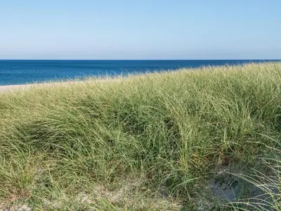 a field of tall grass next to the ocean at 12 person holiday home in Harboøre-By Traum in Harboør