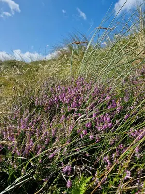 Gallery image of Beach House Surrounded By Wild Nature in Pandrup