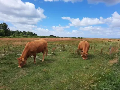 two brown cows grazing in a field of grass at 6 person holiday home in Højslev-By Traum in Højslev