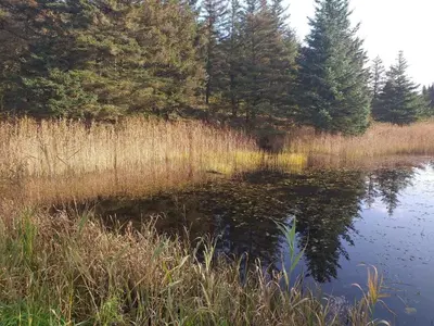 a pond in a field with trees and grass at 4 person holiday home in Bøvlingbjerg in Bøvlingbjerg