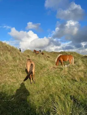 a group of horses grazing on a grassy hill at BL1428-Saltum-Karen-Mariesvej-31-D in Saltum