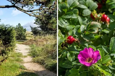 two pictures of a path with a pink flower on a bush at BL1331-Saltum-Tvegen-12 in Saltum