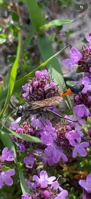 a insect is sitting on a purple flower at BL1331-Saltum-Tvegen-12 in Saltum
