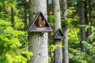 a squirrel is sitting in a bird feeder on a tree at BL1666-Saltum-Vikingebanke-5 in Saltum
