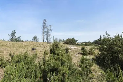 a field with trees on top of a hill at BL1522-Saltum-Kordalslien-25 in Saltum