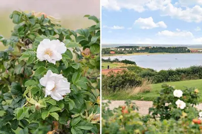 two pictures of a bush with white flowers and a body of water at 600-Lemvig-Porsevej-115 in Lemvig
