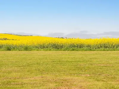 a field with a field of yellow flowers at 6 person holiday home in Lemvig-By Traum in Lemvig