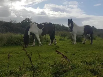 a couple of horses standing in a field at 6 person holiday home in Fjerritslev in Fjerritslev