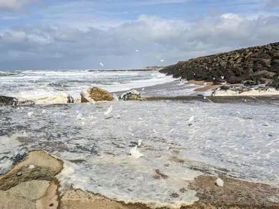 a group of birds standing in the water on a beach at 6 person holiday home in Lemvig in Lemvig