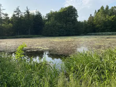 a field with grass and trees and a body of water at Købmandsgården i Blære in Års