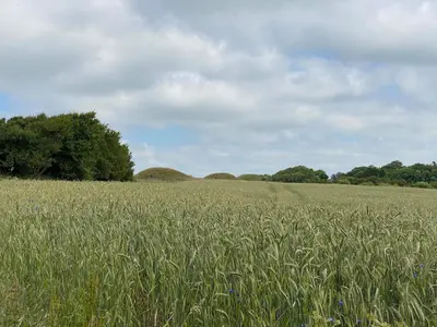 a field of tall grass with trees in the background at 10 person holiday home in Ranum in Ranum