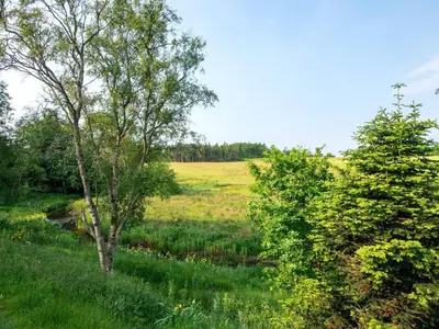 a field of grass with two trees in the foreground at Tranquil Riverside Retreat in Holstebro