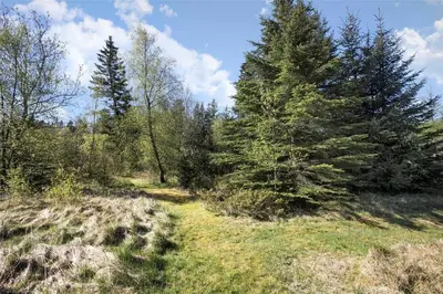 a pair of pine trees in a field at JB154-Fjerritslev-Bredvandet-34 in Fjerritslev