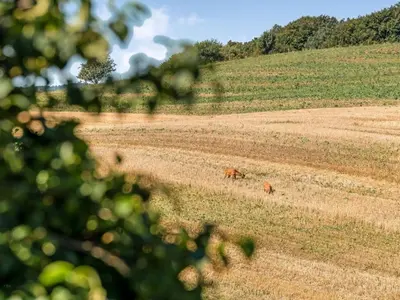 two brown horses grazing in a field at Holiday Home Berner - 500m to the fjord by Interhome in Roslev