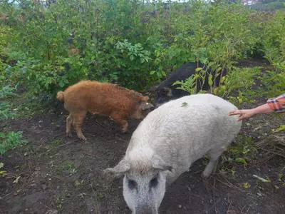 a goat and a sheep standing in a field at Kathøje in Lemvig