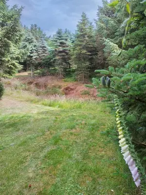 a field with trees and grass and a fence at Kathøje in Lemvig