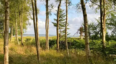 a group of trees in a field with grass at Holiday Home Between Beach And Forest On Mors in Øster Assels