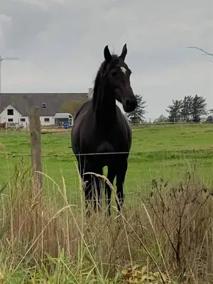 a black horse standing in a field next to a fence at Horse Estate Farm Stay - Beautiful Surroundings in Bøvlingbjerg