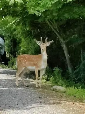 a deer standing on the side of a road at Feddet, Jørgen's Feriehus in Lemvig