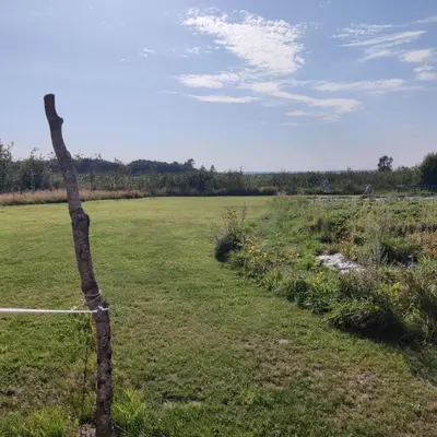 a tree in a field next to a grass field at Stenbækgård - Farm Glamping in Højslev