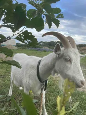 a goat with long horns standing in a field at Stenbækgård - Farm Glamping in Højslev