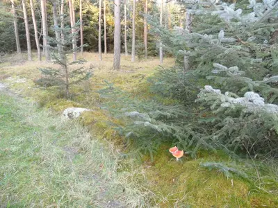 a small red flower in a field of trees at Tvillinggaard Thy in Vang