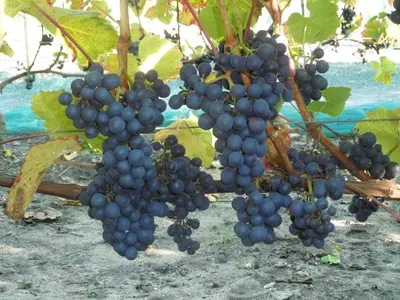a bunch of grapes hanging from a tree at Tvillinggaard Thy in Vang