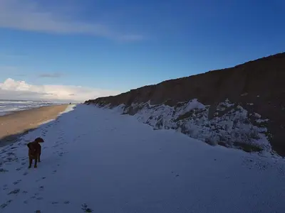 a dog walking on a beach next to the ocean at Seaside Retreat with Sauna - By Traum Ferienwohnungen in Vrist