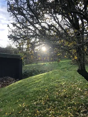 a field with the sun shining through a tree at Heltoften Bed & Breakfast in Nykøbing Mors