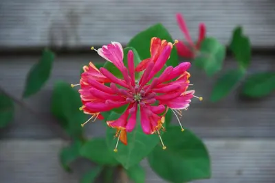 a pink flower with green leaves in front of a building at Viborg City Rooms in Viborg
