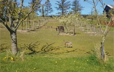 a rabbit walking in a field with a fence at Venøhus in Struer