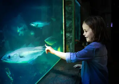 a little girl feeding a fish in an aquarium at Thyborøn Cottages in Thyborøn
