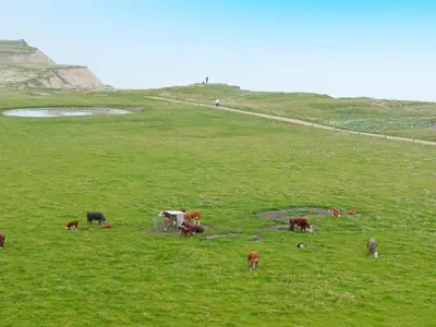 a herd of cows grazing in a field at 6 person holiday home in Lemvig in Ferring