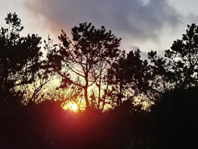 a silhouette of a tree with the sun behind it at 6 person holiday home in Thisted-By Traum in Torsted