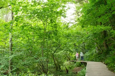 two people walking on a wooden path in the woods at Rønnes Hotel in Fjerritslev