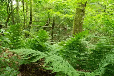 a forest with lush green plants and trees at Rønnes Hotel in Fjerritslev