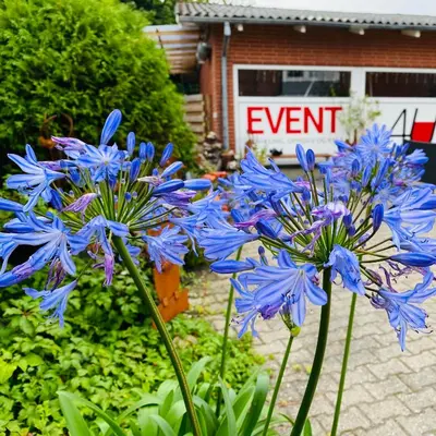 a bunch of blue flowers in a garden at Stor lys lejlighed på Nordmors in Sejerslev