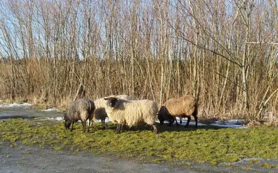 a group of sheep standing in a field at Bulbjerguld BB in Frøstrup