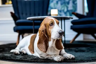 a brown and white dog laying on a rug at Peak 12 Hotel in Viborg