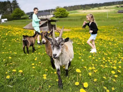 two goats are running in a field with people at Vigsø Holiday Center in Hanstholm