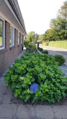 a large circle of green plants in front of a building at Bente's Guesthouse in Holstebro