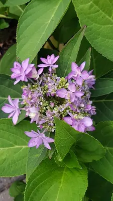 a bunch of purple flowers on a green plant at Bente's Guesthouse in Holstebro