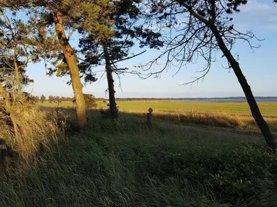 a field with trees and a dirt road at 6 person holiday home in Løgstør in Løgsted