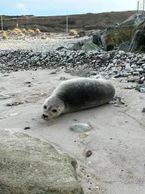a seal laying on a rocky beach at Beautiful villa close to beach and nature in Hanstholm