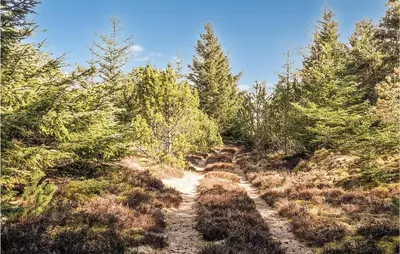 a dirt trail through a forest with trees at Holiday Home Rødhus Klitvej in Pandrup