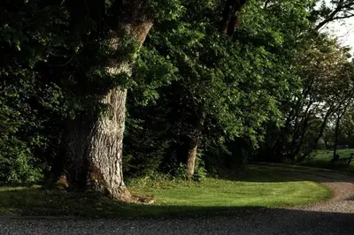 a tree sitting in the grass next to a road at Fadeburet på Skibstedgaard in Tvolm