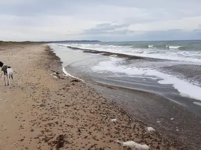a dog walking on a beach near the ocean at 6 person holiday home in Brovst-By Traum in Brovst