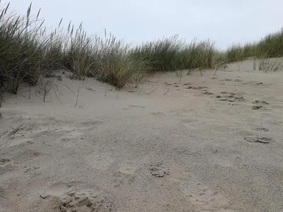 a sandy beach with grass and footprints in the sand at 10 person holiday home in Fjerritslev-By Traum in Fjerritslev