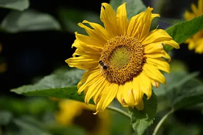 a yellow sunflower with a bee on it at Room 6 - Hawkraft Kulturhotel in Vestervig